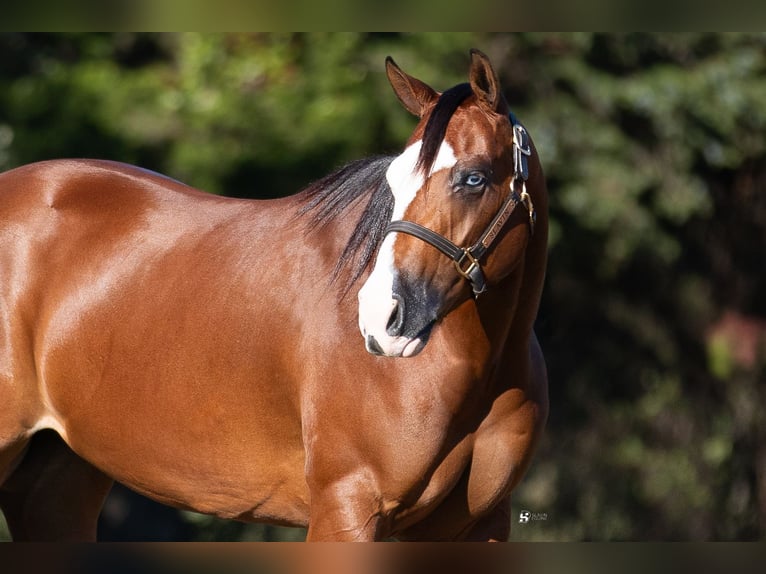 American Quarter Horse Giumenta 3 Anni 147 cm Baio ciliegia in Whitesboro, TX