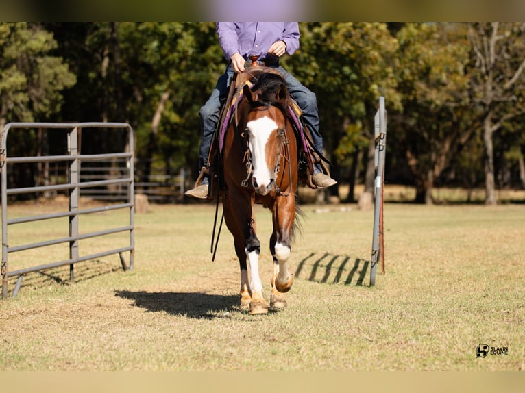 American Quarter Horse Giumenta 3 Anni 147 cm Baio ciliegia in Whitesboro, TX