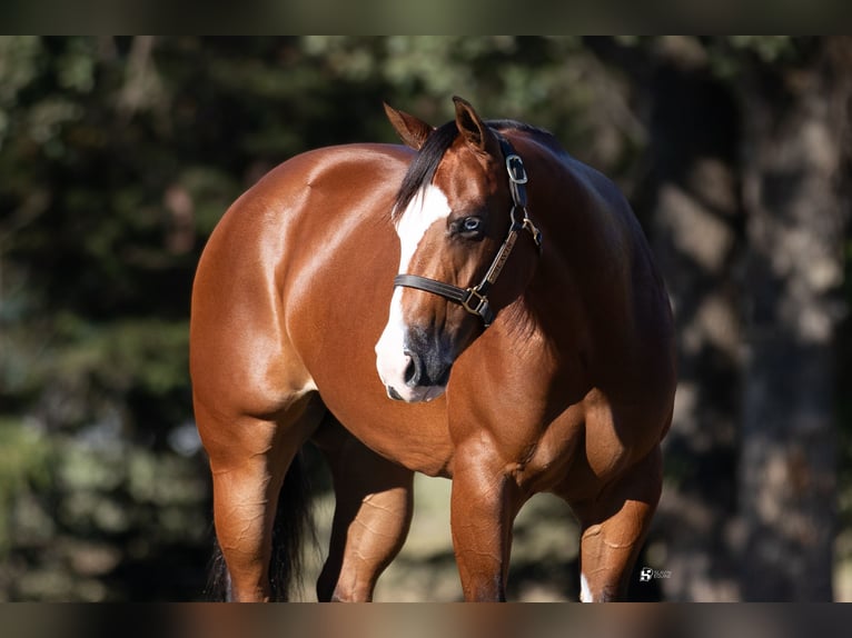 American Quarter Horse Giumenta 3 Anni 147 cm Baio ciliegia in Whitesboro, TX