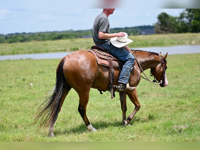 American Quarter Horse Giumenta 3 Anni 147 cm Baio ciliegia in Waco, TX