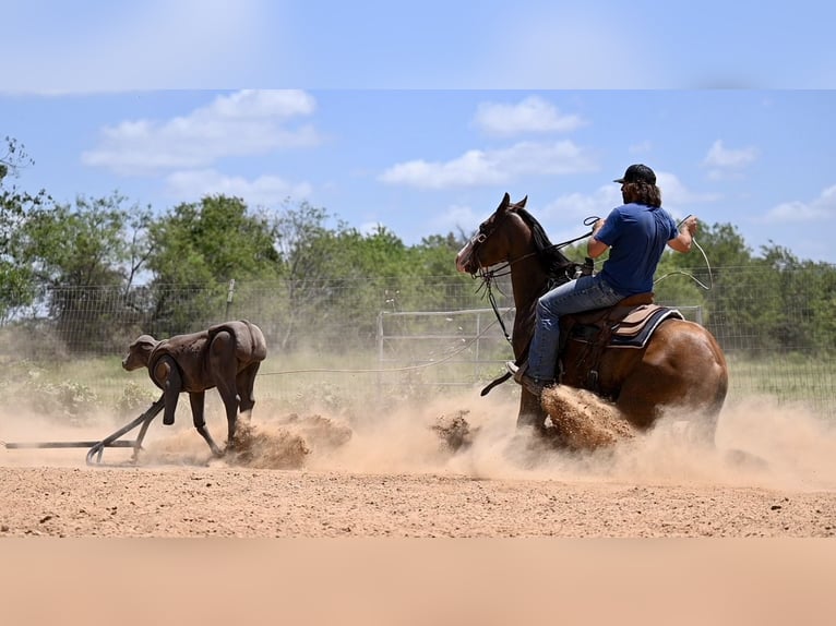 American Quarter Horse Giumenta 3 Anni 147 cm Baio ciliegia in Waco, TX