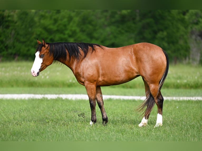 American Quarter Horse Giumenta 3 Anni 147 cm Baio ciliegia in Waco, TX