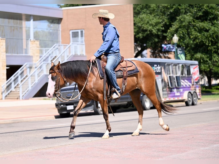 American Quarter Horse Giumenta 3 Anni 147 cm Baio ciliegia in Waco, TX