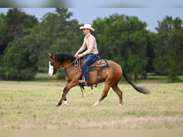 American Quarter Horse Giumenta 3 Anni 147 cm Baio ciliegia in Waco, TX