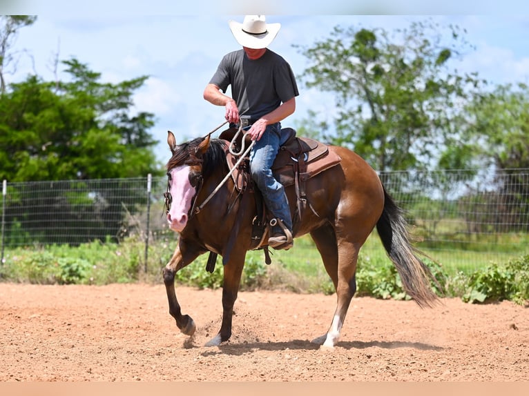 American Quarter Horse Giumenta 3 Anni 147 cm Baio ciliegia in Waco, TX