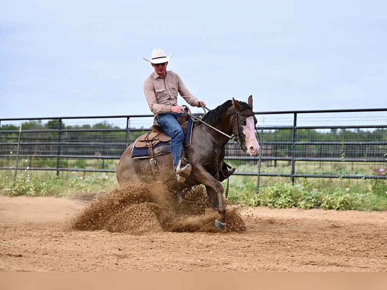 American Quarter Horse Giumenta 3 Anni 147 cm Baio ciliegia in Waco, TX