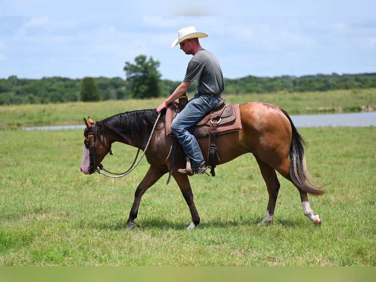 American Quarter Horse Giumenta 3 Anni 147 cm Baio ciliegia in Waco, TX