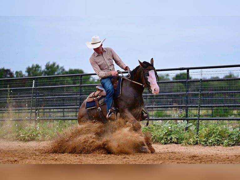 American Quarter Horse Giumenta 3 Anni 147 cm Baio ciliegia in Waco, TX