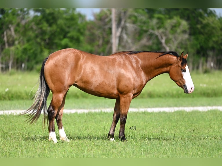 American Quarter Horse Giumenta 3 Anni 147 cm Baio ciliegia in Waco, TX