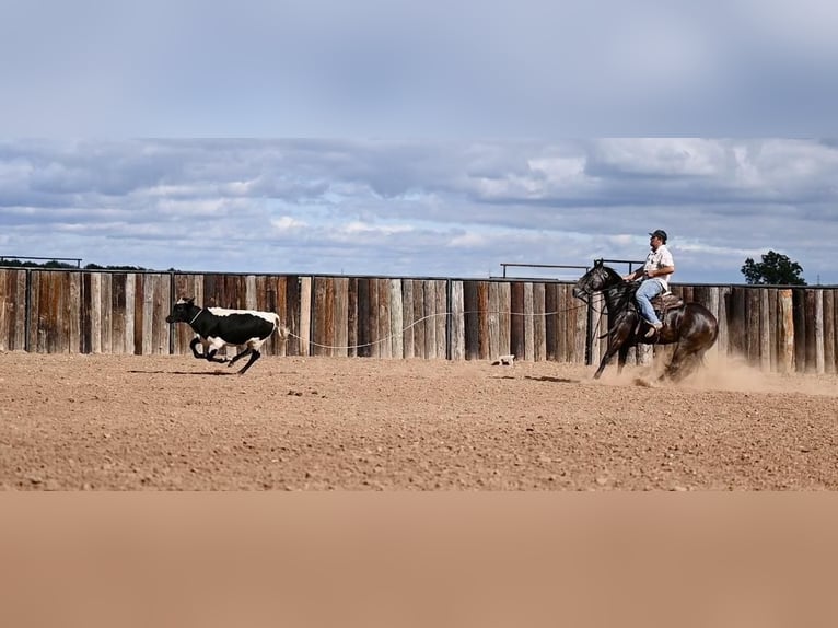 American Quarter Horse Giumenta 3 Anni 147 cm Baio in Waco, TX