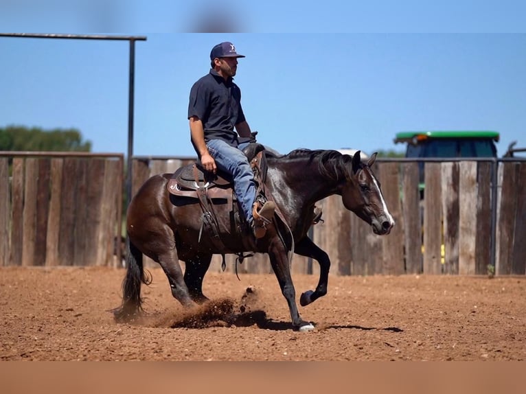 American Quarter Horse Giumenta 3 Anni 147 cm Baio in Waco, TX