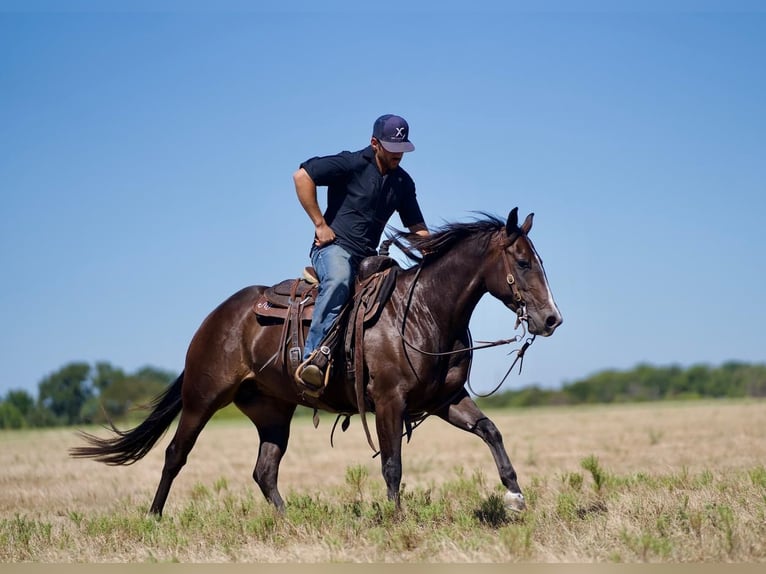 American Quarter Horse Giumenta 3 Anni 147 cm Baio in Waco, TX