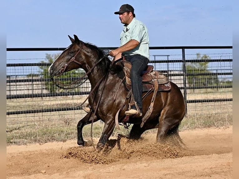 American Quarter Horse Giumenta 3 Anni 147 cm Baio in Waco, TX