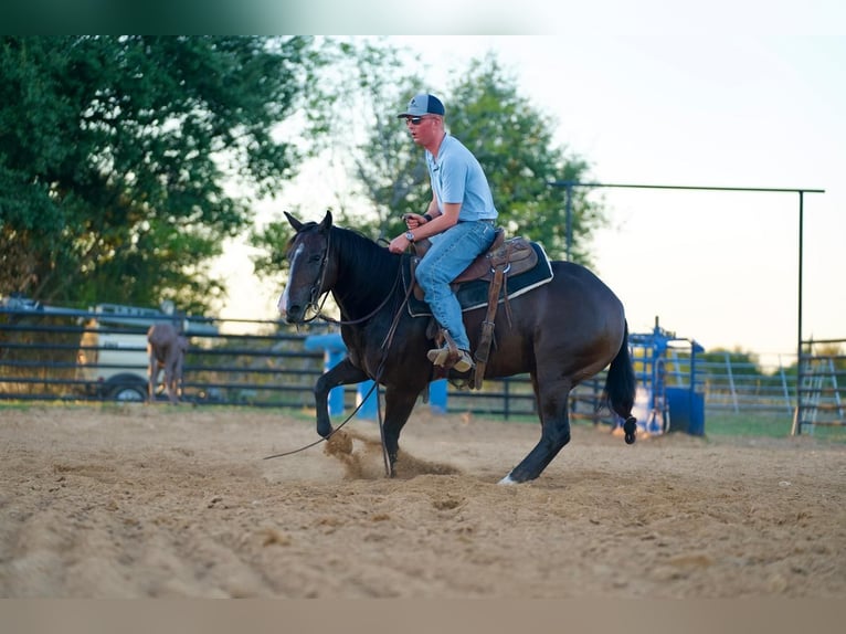 American Quarter Horse Giumenta 3 Anni 147 cm Baio in Waco, TX