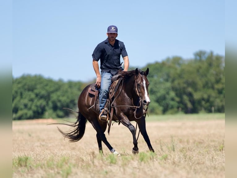 American Quarter Horse Giumenta 3 Anni 147 cm Baio in Waco, TX