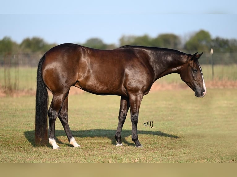 American Quarter Horse Giumenta 3 Anni 147 cm Baio in Waco, TX