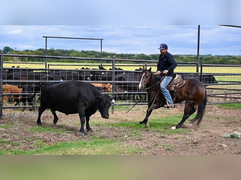 American Quarter Horse Giumenta 3 Anni 147 cm Baio in Waco, TX