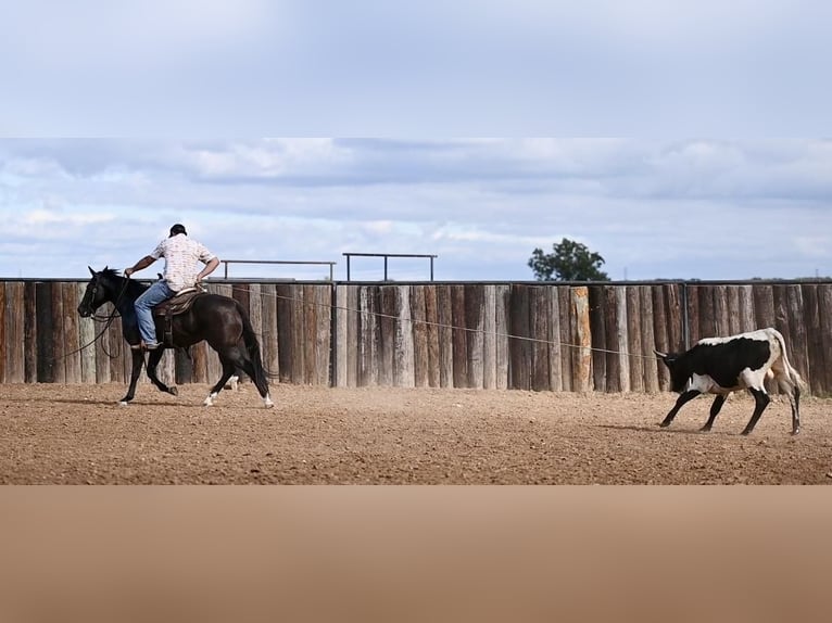 American Quarter Horse Giumenta 3 Anni 147 cm Baio in Waco, TX