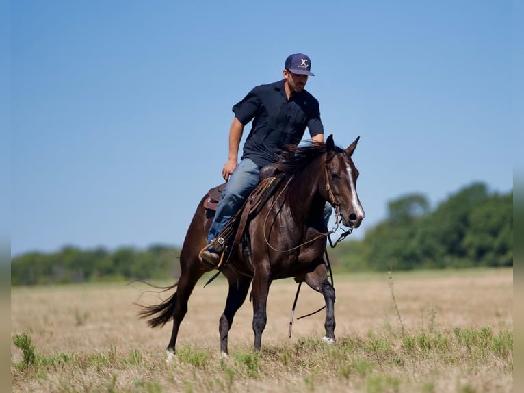 American Quarter Horse Giumenta 3 Anni 147 cm Baio in Waco, TX