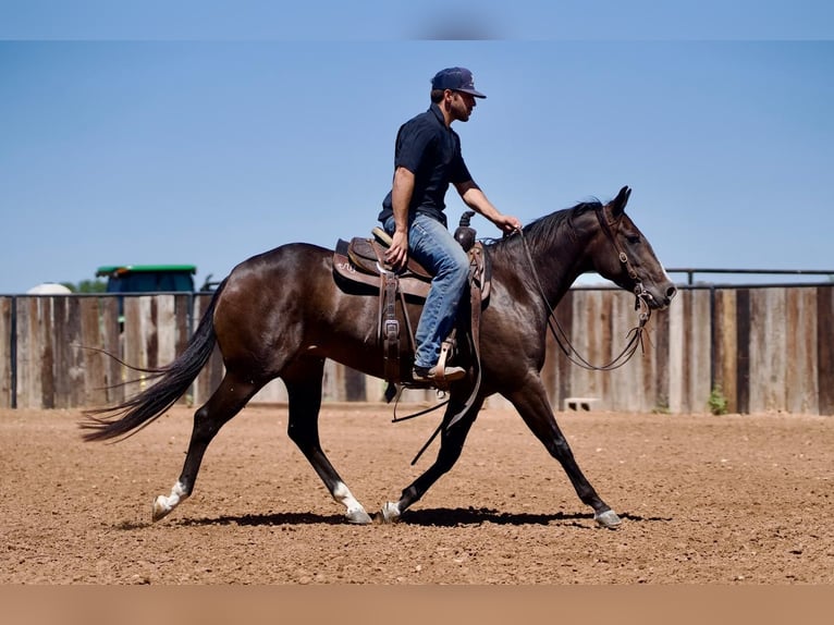 American Quarter Horse Giumenta 3 Anni 147 cm Baio in Waco, TX