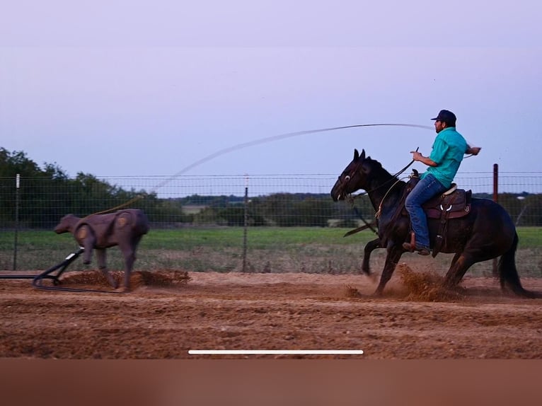 American Quarter Horse Giumenta 3 Anni 147 cm Baio in Waco, TX