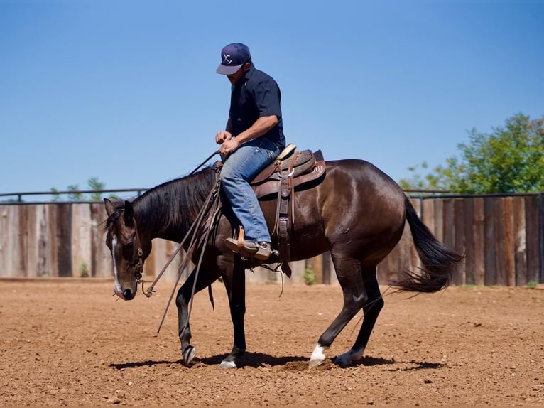 American Quarter Horse Giumenta 3 Anni 147 cm Baio in Waco, TX