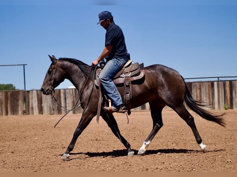 American Quarter Horse Giumenta 3 Anni 147 cm Baio in Waco, TX