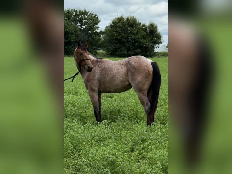 American Quarter Horse Giumenta 3 Anni 147 cm Baio roano in Princeville