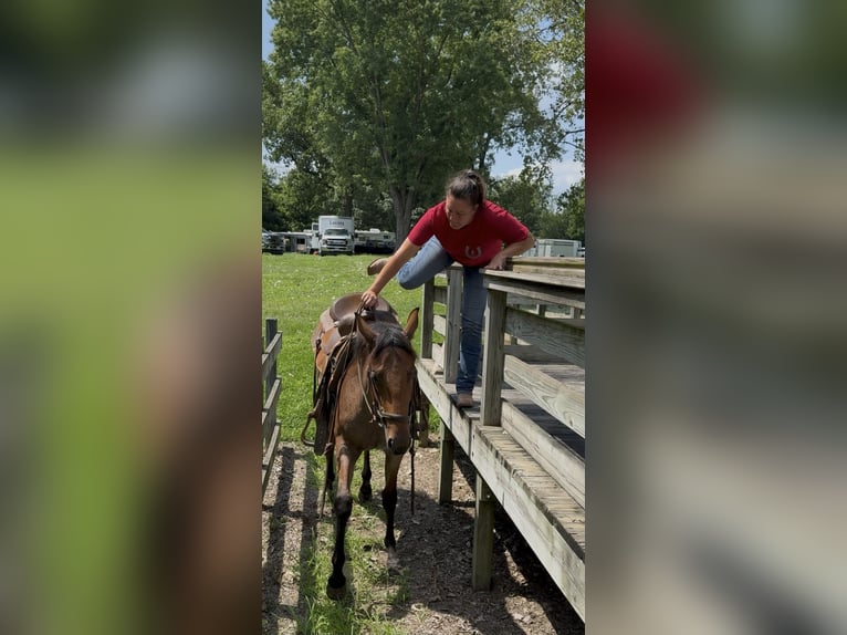 American Quarter Horse Giumenta 3 Anni 147 cm Baio roano in Princeville