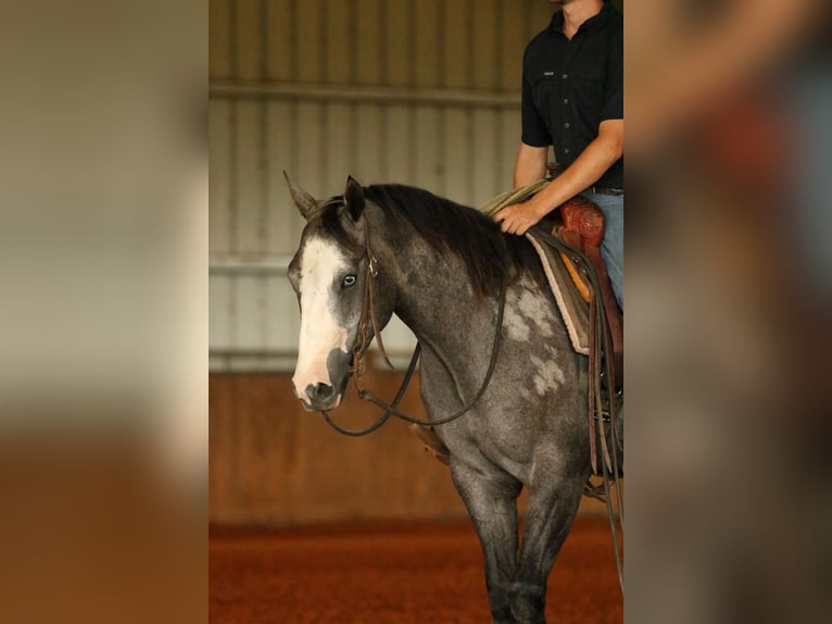 American Quarter Horse Giumenta 3 Anni 147 cm Grigio in Huntsville