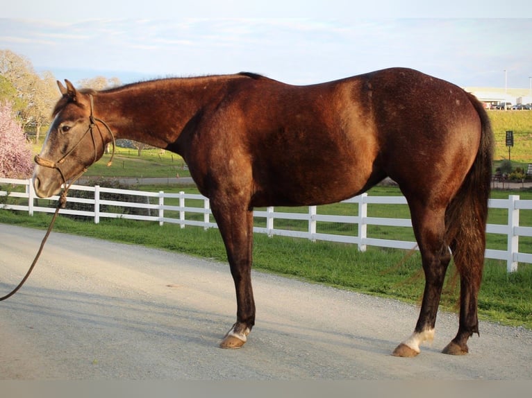 American Quarter Horse Giumenta 3 Anni 147 cm Grigio in Plymouth