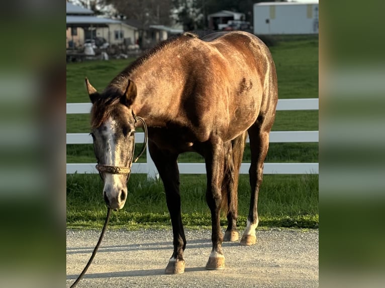 American Quarter Horse Giumenta 3 Anni 147 cm Grigio in Plymouth