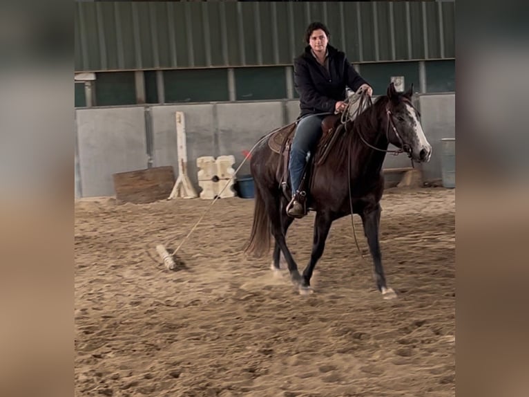 American Quarter Horse Giumenta 3 Anni 147 cm Grigio in Plymouth