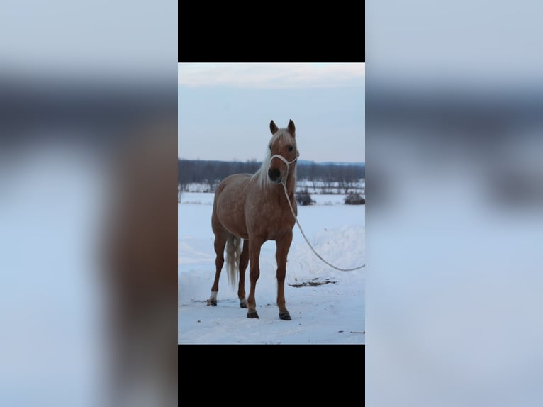 American Quarter Horse Giumenta 3 Anni 147 cm Palomino in Saint Cloud