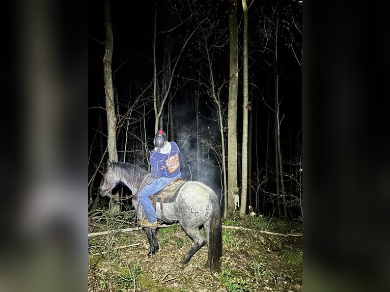 American Quarter Horse Giumenta 3 Anni 147 cm in Auburn, KY