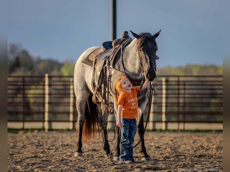 American Quarter Horse Giumenta 3 Anni 147 cm in Auburn, KY