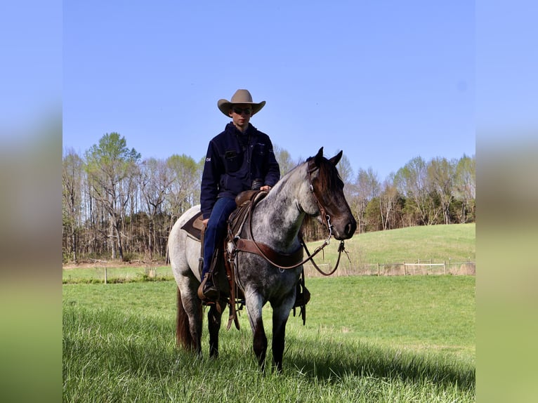 American Quarter Horse Giumenta 3 Anni 147 cm in Auburn, KY