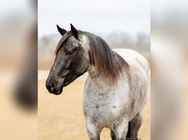 American Quarter Horse Giumenta 3 Anni 147 cm in Auburn, KY
