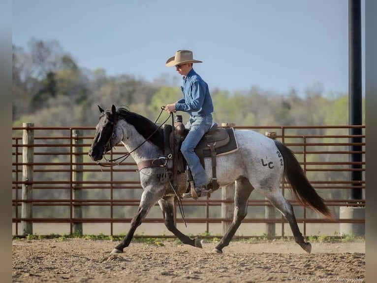 American Quarter Horse Giumenta 3 Anni 147 cm in Auburn, KY