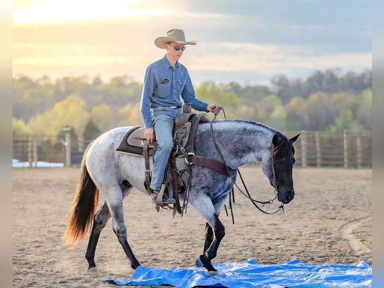 American Quarter Horse Giumenta 3 Anni 147 cm in Auburn, KY