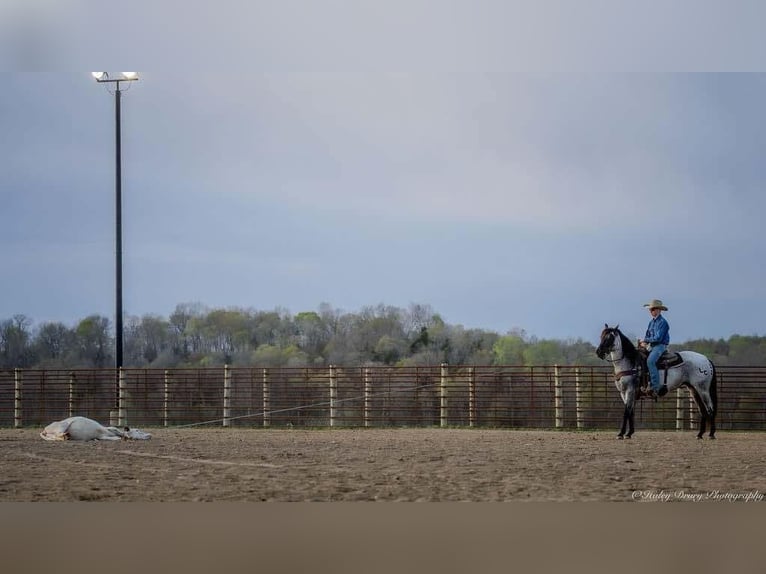 American Quarter Horse Giumenta 3 Anni 147 cm in Auburn, KY