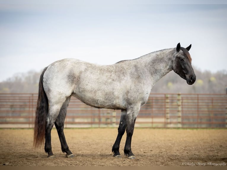 American Quarter Horse Giumenta 3 Anni 147 cm in Auburn, KY