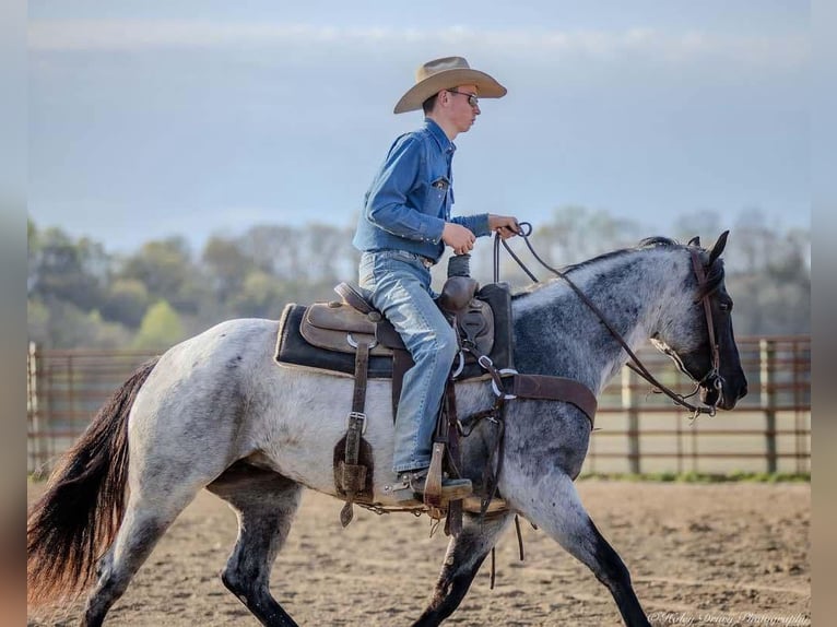 American Quarter Horse Giumenta 3 Anni 147 cm in Auburn, KY