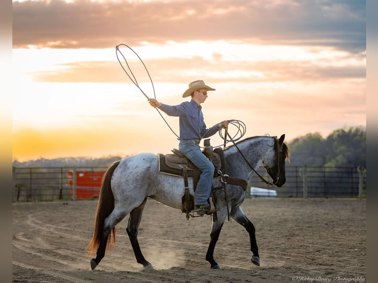 American Quarter Horse Giumenta 3 Anni 147 cm in Auburn, KY