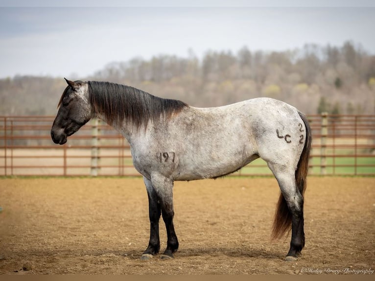 American Quarter Horse Giumenta 3 Anni 147 cm in Auburn, KY