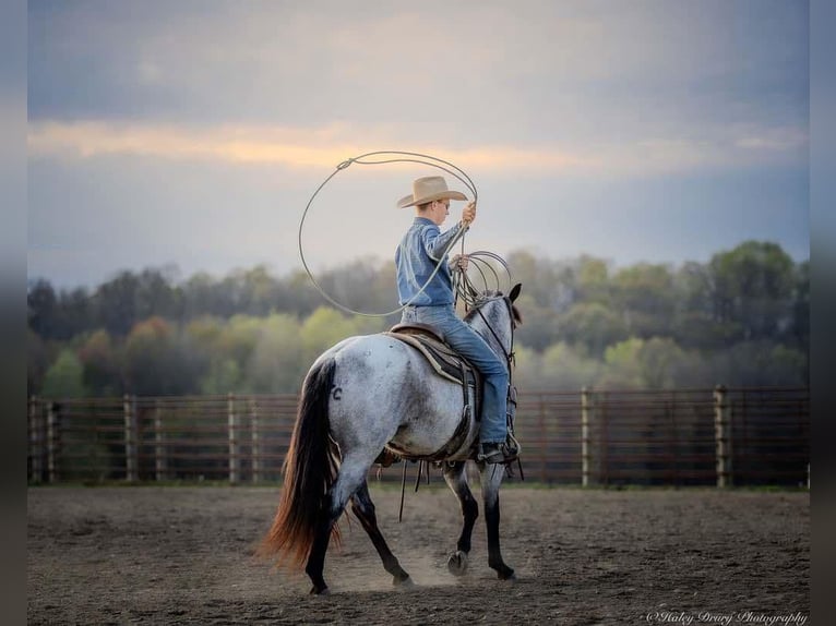 American Quarter Horse Giumenta 3 Anni 147 cm in Auburn, KY