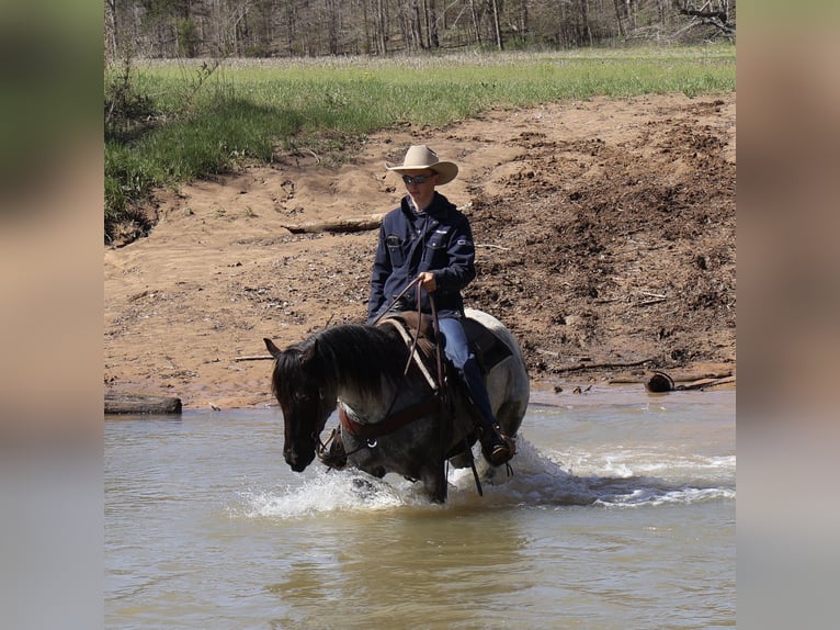 American Quarter Horse Giumenta 3 Anni 147 cm in Auburn, KY