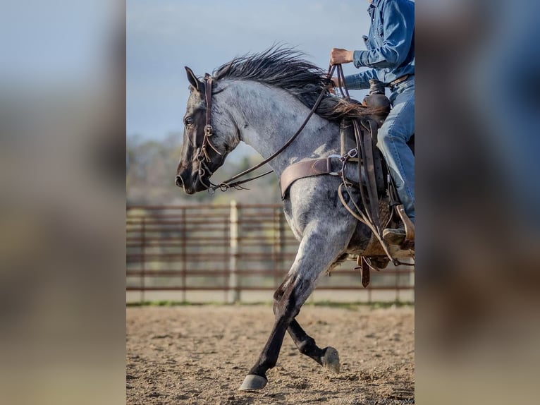 American Quarter Horse Giumenta 3 Anni 147 cm in Auburn, KY