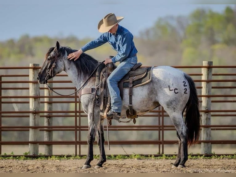 American Quarter Horse Giumenta 3 Anni 147 cm in Auburn, KY
