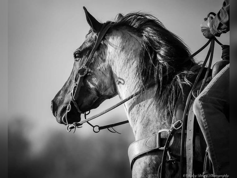 American Quarter Horse Giumenta 3 Anni 147 cm in Auburn, KY